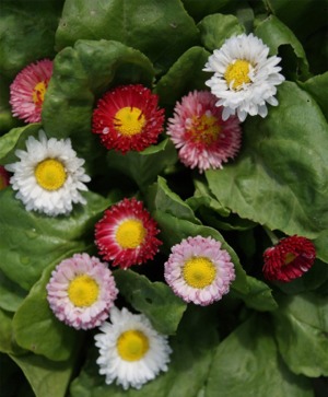 English Daisy