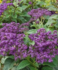 Heliotrope