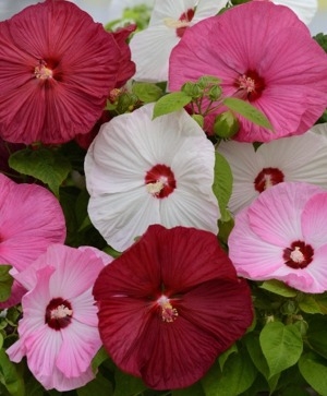 Hibiscus