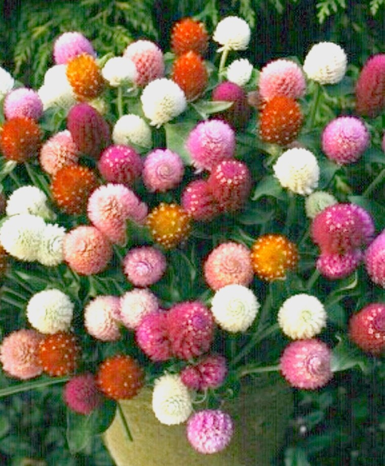 Globe Amaranth