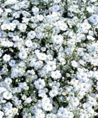 Baby's Breath