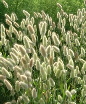 Ornamental Grasses