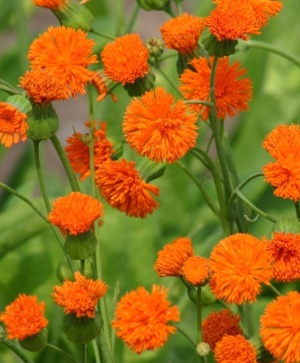 Tassel Flower