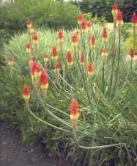 Red Hot Poker 