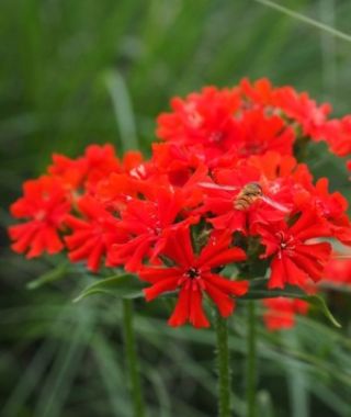 Maltese Cross