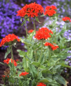 Maltese Cross