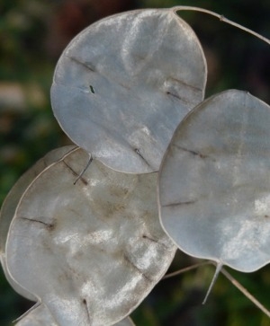 Money Plant