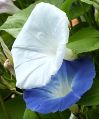 Morning Glories