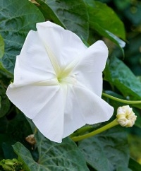 Moonflowers