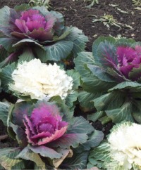 Ornamental Kale