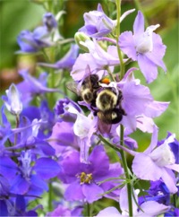 Larkspur