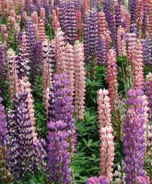 Lupine