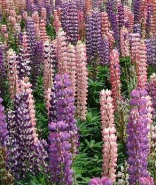 The Royal Russell Lupine Mixture