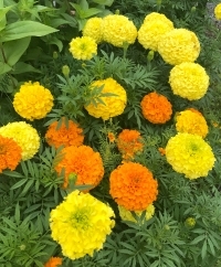 Marigolds