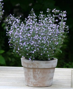 Calamint