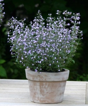 Calamint