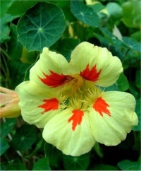 Nasturtiums