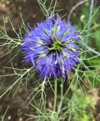 Nigella