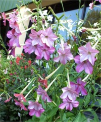 Nicotiana