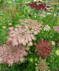 Queen Anne's Lace