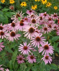 Coneflowers