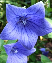 Balloon Flower