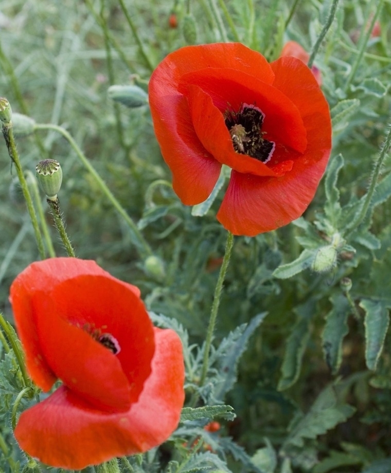 Poppies