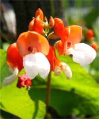 Runner Beans