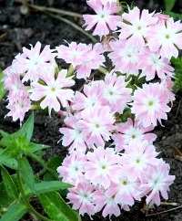 Phlox