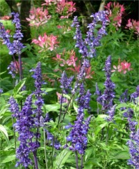Salvia