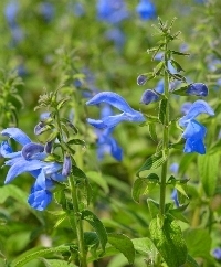 Salvia