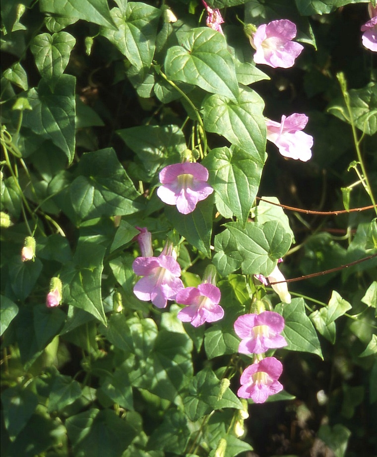 Climbing Snapdragon