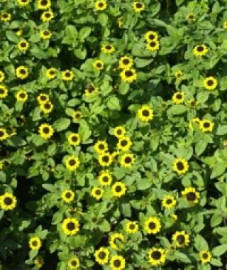 Creeping Zinnia