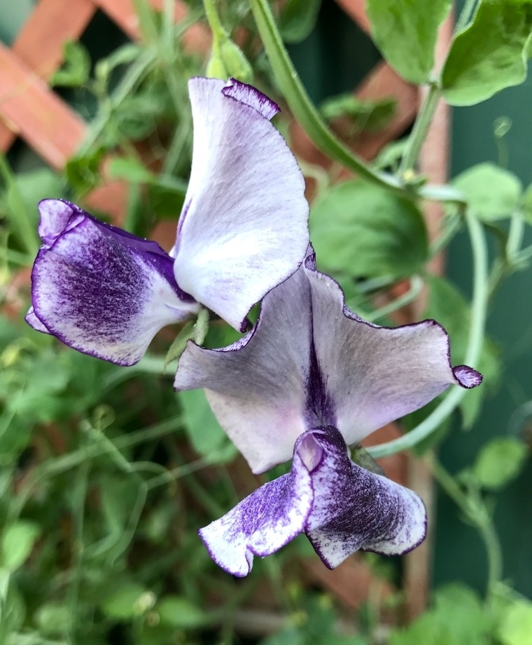 Sweet Peas