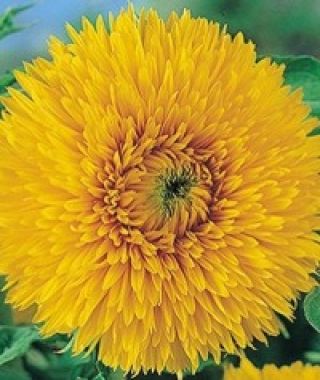 Santa Fe Sunflower