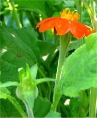 Mexican Sunflower