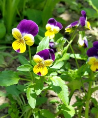 Johnny Jump-Ups