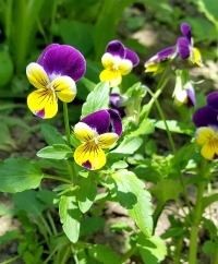 Johnny Jump-Ups