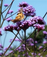 Verbena