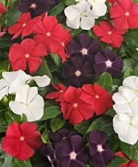 Vinca