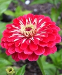 Zinnias