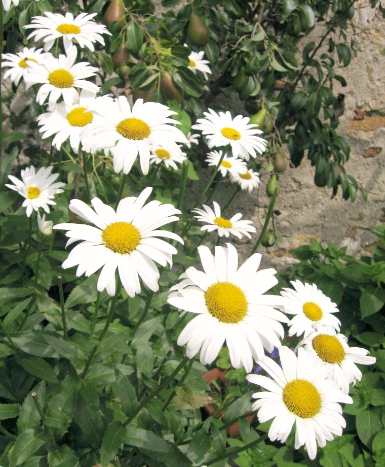 Shasta Daisies