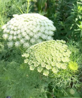 Green Mist Lace Flower