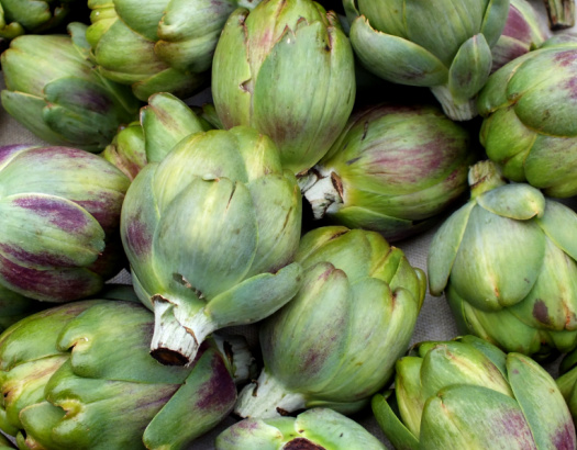 Artichoke Growing Instructions