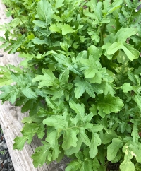 Arugula