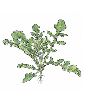 Arugula Salad