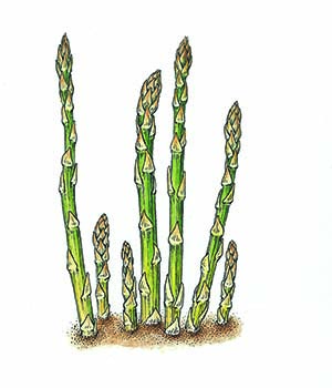 Asparagus and Lemon Risotto with Shaved Reggiano