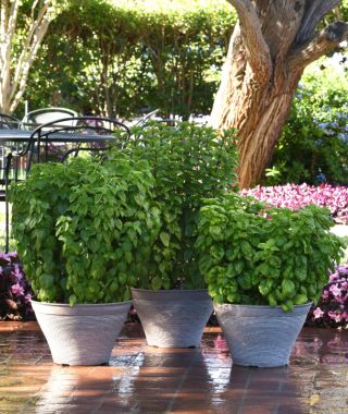 Everleaf Emerald Towers Basil 