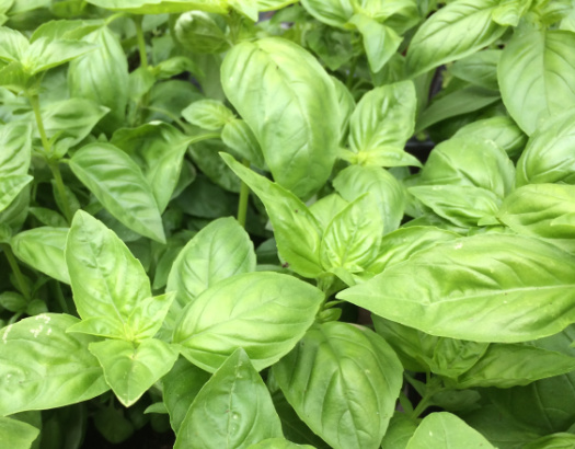 Basil-Basking Global Cusine