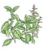 Our Favorite Basil Pesto